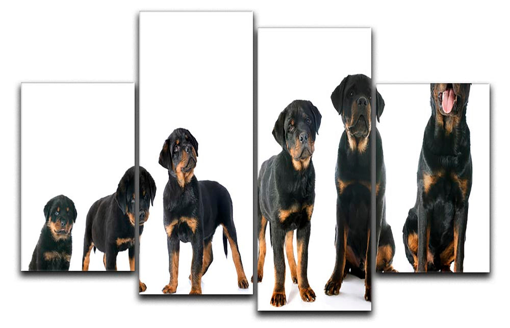 A beautiful 4-split canvas artwork featuring a purebred Rottweiler puppy, showcasing vibrant colors and intricate details.